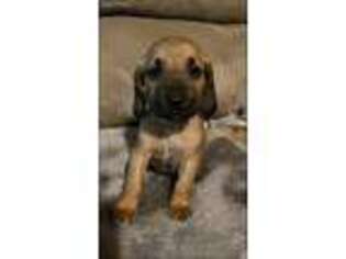 Bloodhound Puppy for sale in Wyalusing, PA, USA