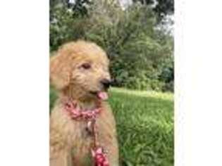 Labradoodle Puppy for sale in Starr, SC, USA