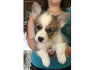 Pembroke Welsh Corgi Puppy for sale in Dewitt, MI, USA