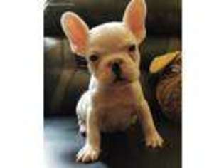 French Bulldog Puppy for sale in Falling Waters, WV, USA
