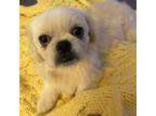Pekingese Puppy for sale in Colonial Beach, VA, USA