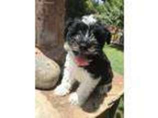 Mutt Puppy for sale in Wimberley, TX, USA