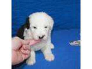 Old English Sheepdog Puppy for sale in Chattanooga, TN, USA