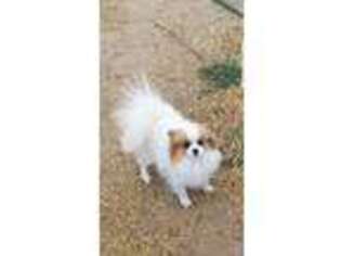 Pomeranian Puppy for sale in Caldwell, ID, USA