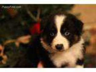 Australian Shepherd Puppy for sale in Hillview, IL, USA