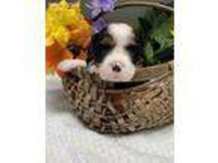 Cavalier King Charles Spaniel Puppy for sale in Howardsville, VA, USA