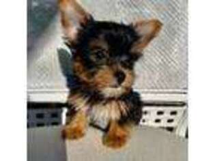 Yorkshire Terrier Puppy for sale in Stony Point, NC, USA
