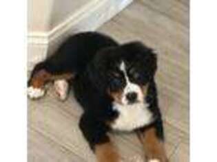 Bernese Mountain Dog Puppy for sale in Lakeland, FL, USA