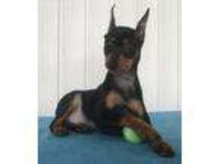 Miniature Pinscher Puppy for sale in Topeka, IN, USA