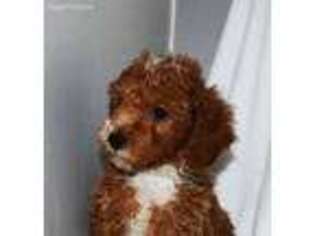 Mutt Puppy for sale in Jasper, IN, USA