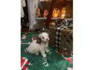 Maltese Puppy for sale in Auburndale, FL, USA
