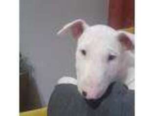 Bull Terrier Puppy for sale in Le Mars, IA, USA