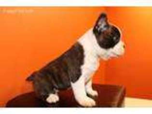French Bulldog Puppy for sale in Buda, TX, USA