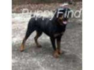 Rottweiler Puppy for sale in Travelers Rest, SC, USA
