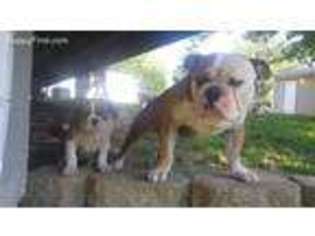 Olde English Bulldogge Puppy for sale in Belleville, IL, USA