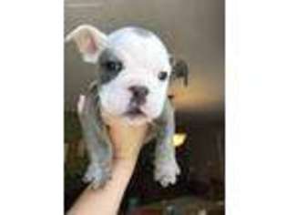 Olde English Bulldogge Puppy for sale in Ridgeway, VA, USA