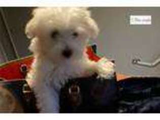 Maltese Puppy for sale in Chicago, IL, USA