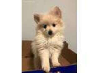 Pomeranian Puppy for sale in Springfield, VA, USA