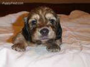 Dachshund Puppy for sale in Estacada, OR, USA