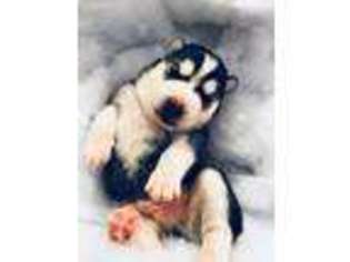 Siberian Husky Puppy for sale in Castroville, TX, USA