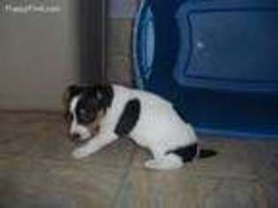 Medium Photo #1 Jack Russell Terrier Puppy For Sale in Fort Collins, CO, USA
