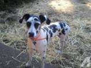 Great Dane Puppy for sale in OLYMPIA, WA, USA