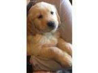 Golden Retriever Puppy for sale in Anacortes, WA, USA