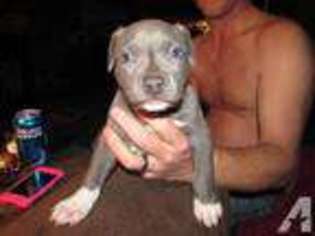 Mutt Puppy for sale in STEVENSON, AL, USA