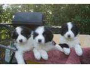 Border Collie Puppy for sale in Jackson Springs, NC, USA