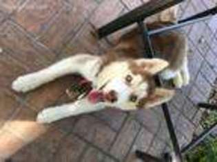 Siberian Husky Puppy for sale in Fort Drum, NY, USA