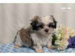 Mal-Shi Puppy for sale in Canton, OH, USA
