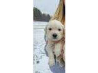 Golden Retriever Puppy for sale in Blairsville, GA, USA