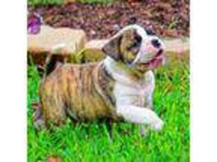 Olde English Bulldogge Puppy for sale in Richmond, VA, USA