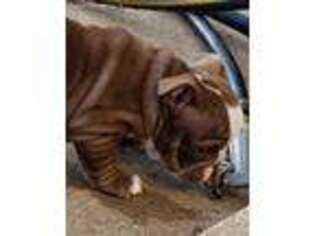 Bulldog Puppy for sale in Broken Arrow, OK, USA