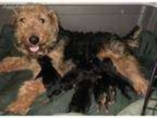 Welsh Terrier Puppy for sale in Bartlesville, OK, USA
