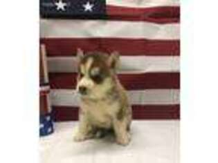 Siberian Husky Puppy for sale in Rustburg, VA, USA