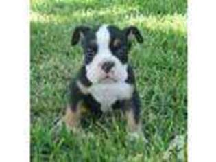 Olde English Bulldogge Puppy for sale in LOLITA, TX, USA