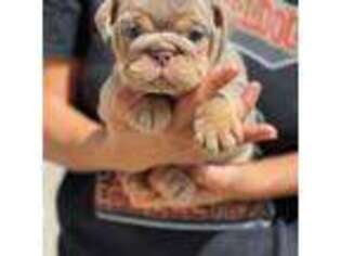 Bulldog Puppy for sale in Forney, TX, USA