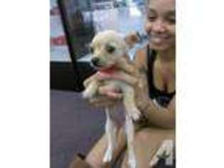 Chihuahua Puppy for sale in RIVERSIDE, CA, USA