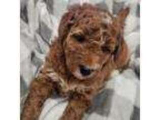 Goldendoodle Puppy for sale in Riverton, UT, USA