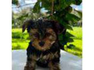Yorkshire Terrier Puppy for sale in Palmdale, FL, USA