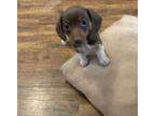 Dachshund Puppy for sale in Belton, TX, USA