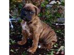 Boxer Puppy for sale in MARYSVILLE, WA, USA