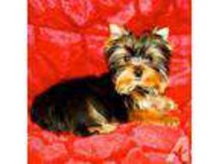 Yorkshire Terrier Puppy for sale in RANCHO SANTA FE, CA, USA