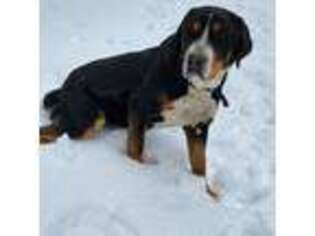 Greater Swiss Mountain Dog Puppy for sale in Richland Center, WI, USA