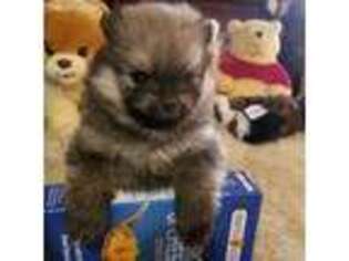 Pomeranian Puppy for sale in Temecula, CA, USA