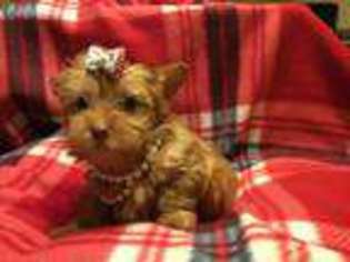 Yorkshire Terrier Puppy for sale in White Salmon, WA, USA