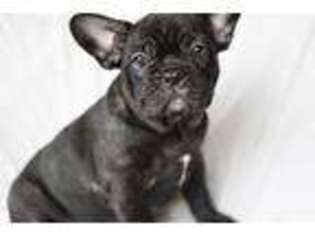 French Bulldog Puppy for sale in Arvada, CO, USA