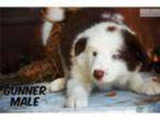 Border Collie Puppy for sale in Bakersfield, CA, USA