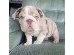 Bulldog Puppy for sale in Angelica, NY, USA